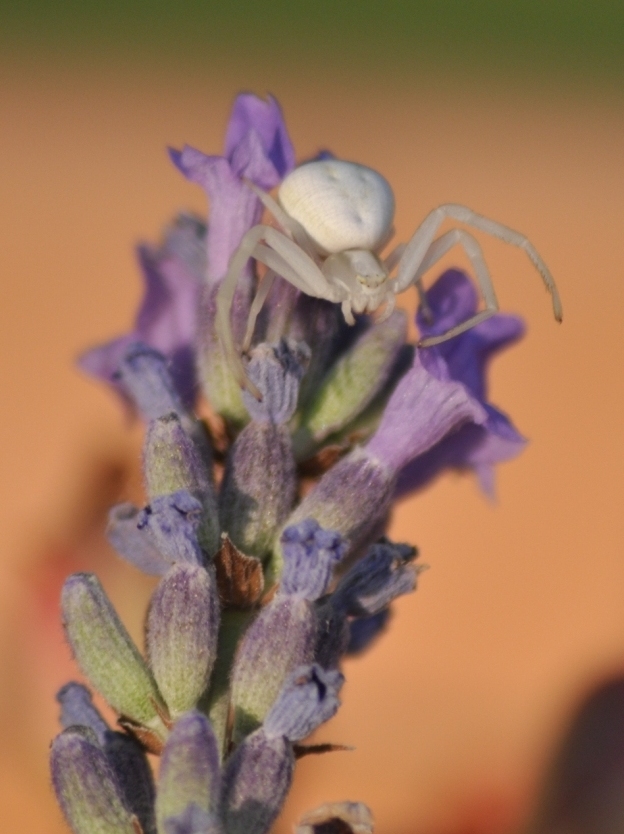 Misumena vatia